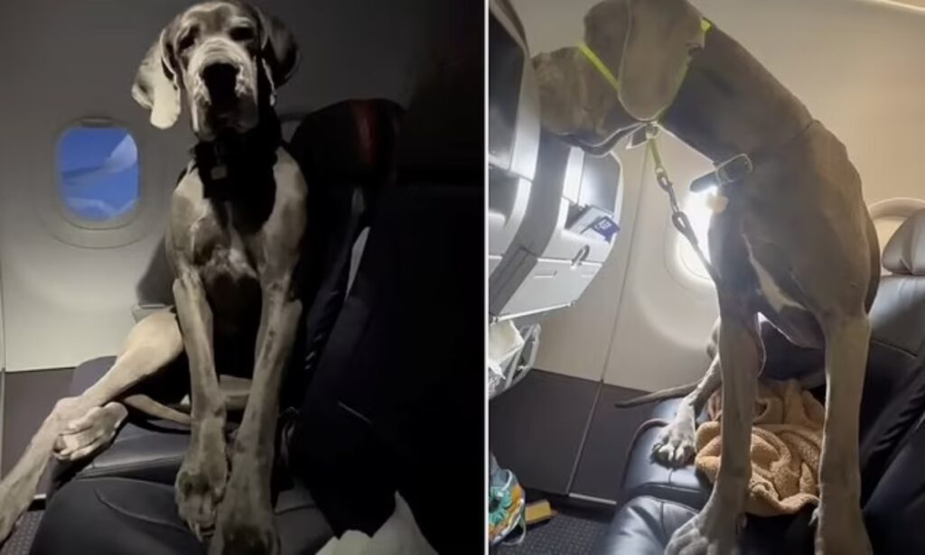مرد جوانی دو بلیط اضافه گرفت تا سگ بزرگش در طول پرواز کنارش بنشیند + ویدیو