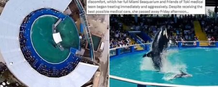 تنهاترین نهنگ قاتل جهان پس از ۵۷ سال زندگی در اسارت بر اثر بیماری کلیوی جان سپرد