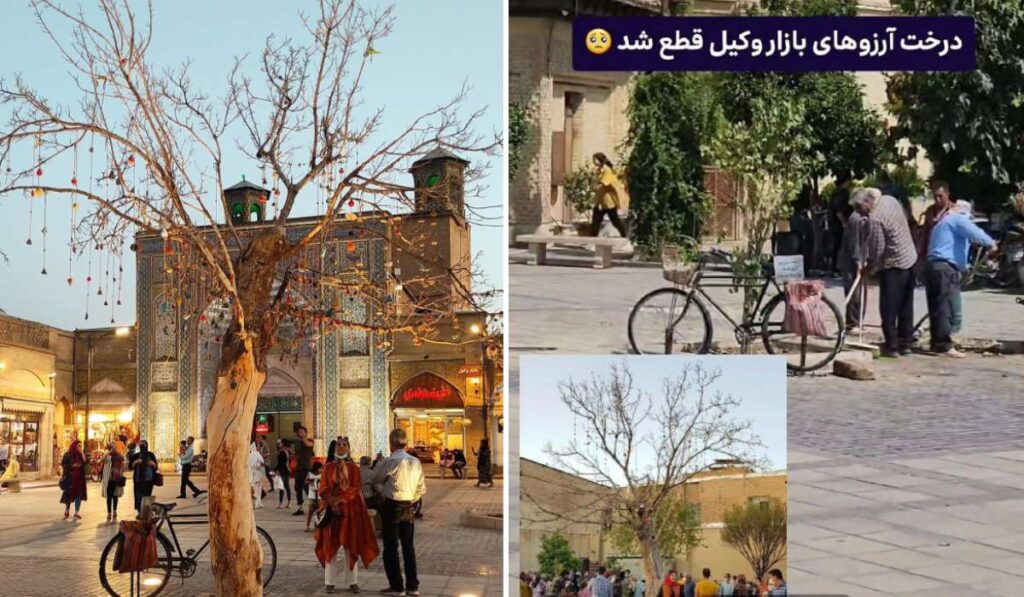 قطع «تک درخت آرزوها» در شیراز که یکی از جاذبه های توریستی این شهر بود + ویدیو