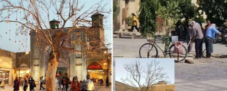 قطع «تک درخت آرزوها» در شیراز که یکی از جاذبه های توریستی این شهر بود + ویدیو