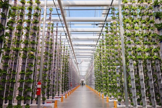 عربستان از هلند برای رشد محصولات کشاورزی در بیابان و در در حومه شهر «نئوم» کمک می گیرد