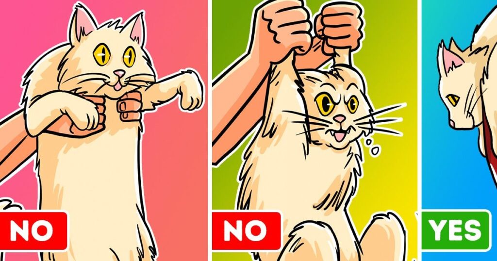 چند تکنیک ساده برای بلند کردن گربه ها به شکل صحیح و اصولی
