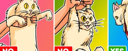 چند تکنیک ساده برای بلند کردن گربه ها به شکل صحیح و اصولی