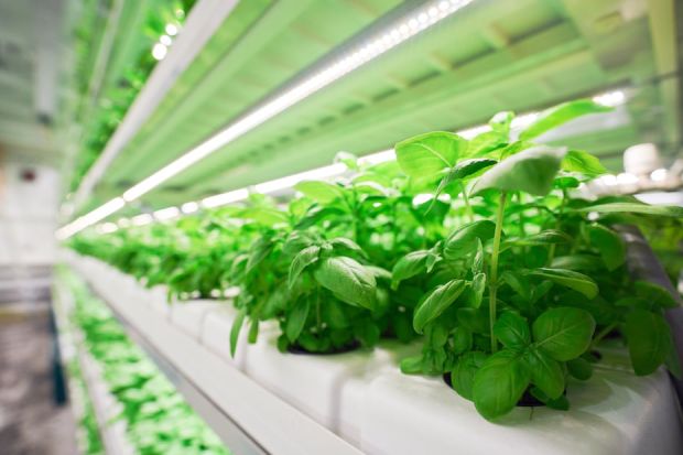 عربستان از هلند برای رشد محصولات کشاورزی در بیابان و در در حومه شهر «نئوم» کمک می گیرد