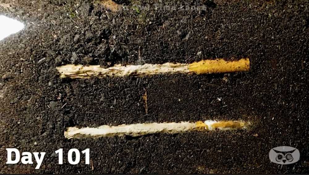 تایم لپس جالب از روند تجزیه سیگار در خاک در طول یک سال