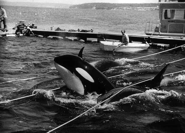 تنهاترین نهنگ قاتل جهان جان سپرد