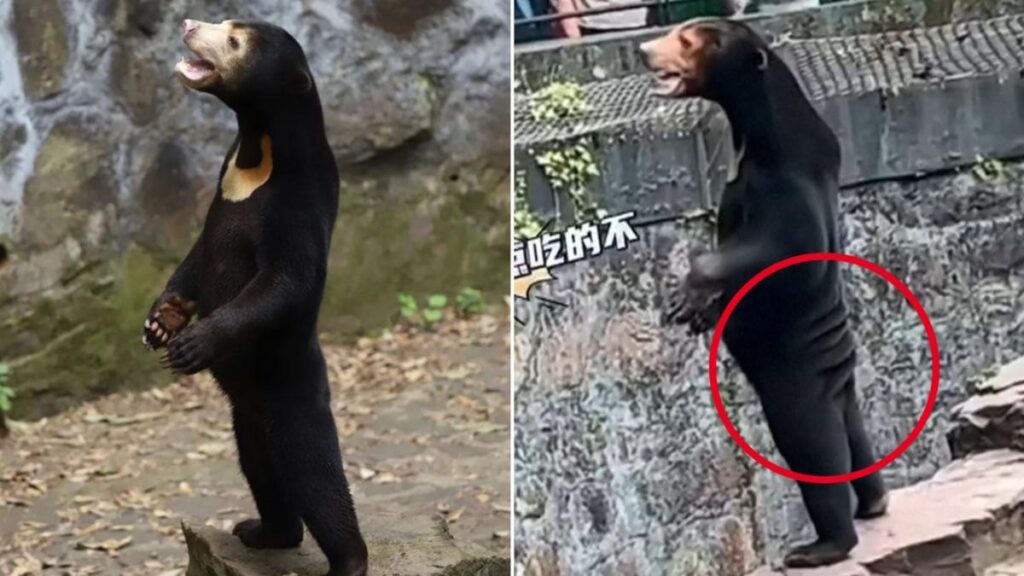 حرکت جنجالی باغ وحش چینی؛ انسان هایی در لباس خرس و خشم بازدید کنندگان + ویدیو