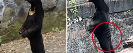 حرکت جنجالی باغ وحش چینی؛ انسان هایی در لباس خرس و خشم بازدید کنندگان + ویدیو