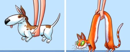 ۹ تفاوت فاحش بین گربه‌ها و سگ‌ها که ثابت می کند دنیاهای متفاوتی دارند!