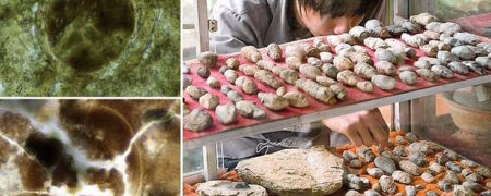 تلاش ترسناک دانشمندان برای زنده کردن انگل ۲۰۰ میلیون ساله در مدفوع فسیل شده