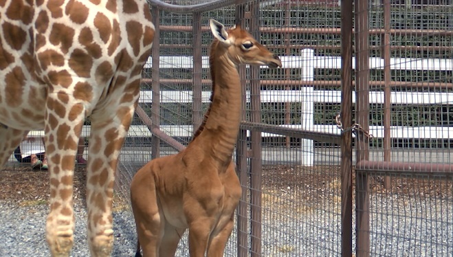 تولد تنها زرافه بدون خال دنیا در باغ وحشی در آمریکا