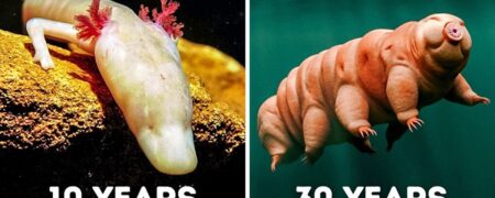 کدام حیوانات بیشتر از همه بدون غذا دوام می آورند؟