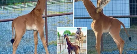 تولد تنها زرافه بدون خال دنیا در باغ وحشی در آمریکا