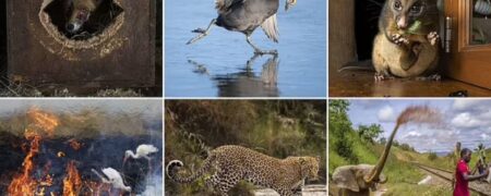 تصاویر خیره‌کننده‌ی نامزدهای دریافت جایزه عکاس سال حیات وحش ۲۰۲۳