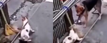 مهارت هنرهای رزمی یک سگ کوچک با جارو سگ بزرگتر را فراری داد + ویدیو