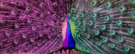 این ۱۰ عکس نشان می دهند دنیا از چشم حیوانات چگونه به نظر می رسد