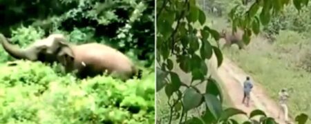 لحظه هولناک حمله فیل مجروح به یک جنگلبان و کشته شدن مرد بیچاره + ویدیو