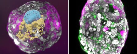 رشد جنین بدون استفاده از اسپرم و تخمک در محیط آزمایشگاهی برای اولین بار در جهان