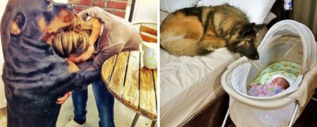 ۲۴ عکس از ارتباط سگ‌ها با صاحبانشان که لبخند را بر لب هر بیننده‌ای می‌نشانند