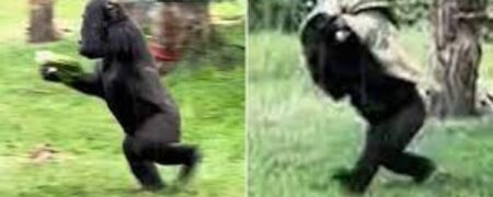 لحظه فرار خنده دار دو گوریل در باغ وحش لندن از باران + ویدیو
