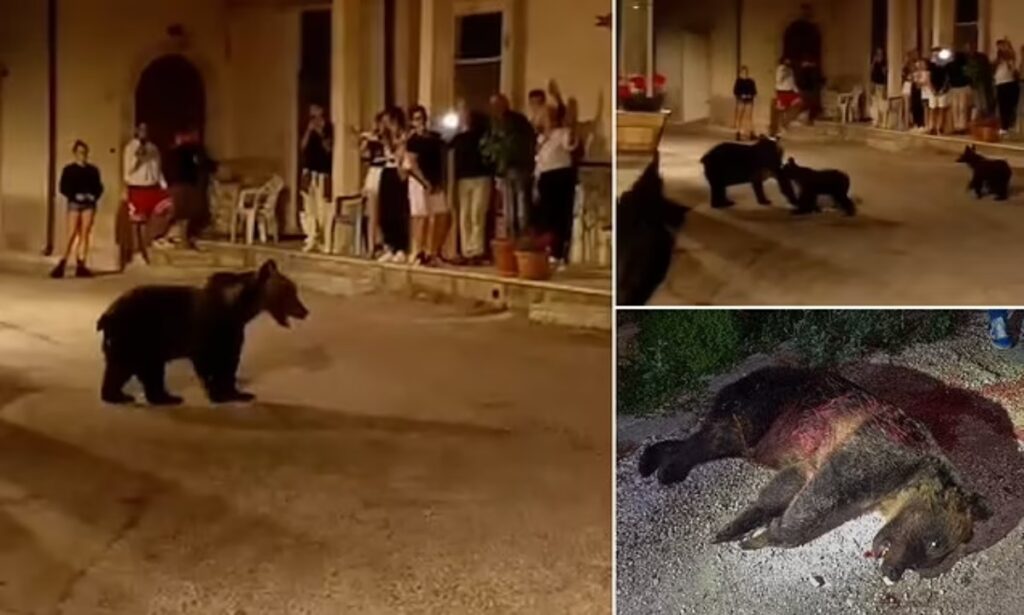 کشته شدن یک خرس قهوه‌ای در حال انقراض خشم مردم ایتالیا را برانگیخت + ویدیو