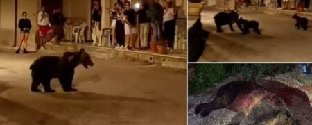 کشته شدن یک خرس قهوه‌ای در حال انقراض خشم مردم ایتالیا را برانگیخت + ویدیو