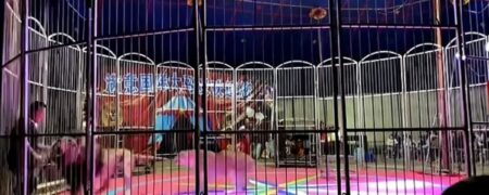 لحظه‌ی دلهره‌آور حمله‌ی یک شیر در چین به مربی‌ سیرک در حین نمایش + ویدیو