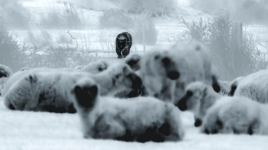اولین فیلم ثبت شده از تقابل سگ‌های نگهبان گله با پوماهای شکارچی را ببینید + ویدیو