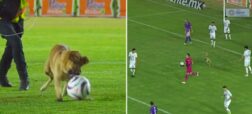 درگیری خنده‌دار بازیکنان لیگ فوتبال مکزیک با سگ بازیگوشی که توپ را ربوده بود + ویدیو
