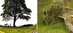 دستگیری نوجوان ۱۶ ساله به خاطر قطع درخت ۴۰۰ ساله معروف به «درخت رابین هود»