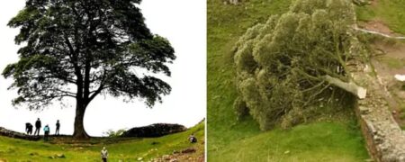 دستگیری نوجوان ۱۶ ساله به خاطر قطع درخت ۴۰۰ ساله معروف به «درخت رابین هود»