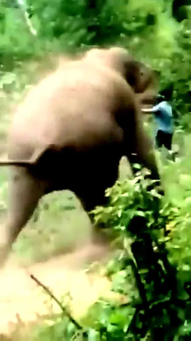 لحظه وحشتناک حمله فیل خشمگین به یک جنگلبان که مرگ او منجر شد