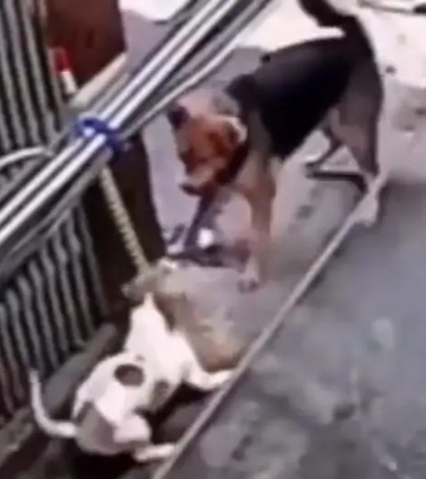 مهارت رزمی یک سگ کوچک به کمک جارو سگ بزرگتر را فراری داد