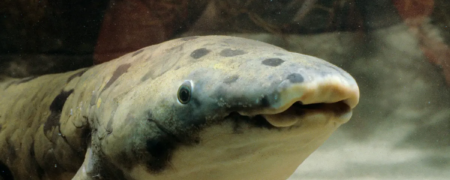 پیرترین ماهی جهان که عمرش بیشتر از جنگ جهانی دوم است!