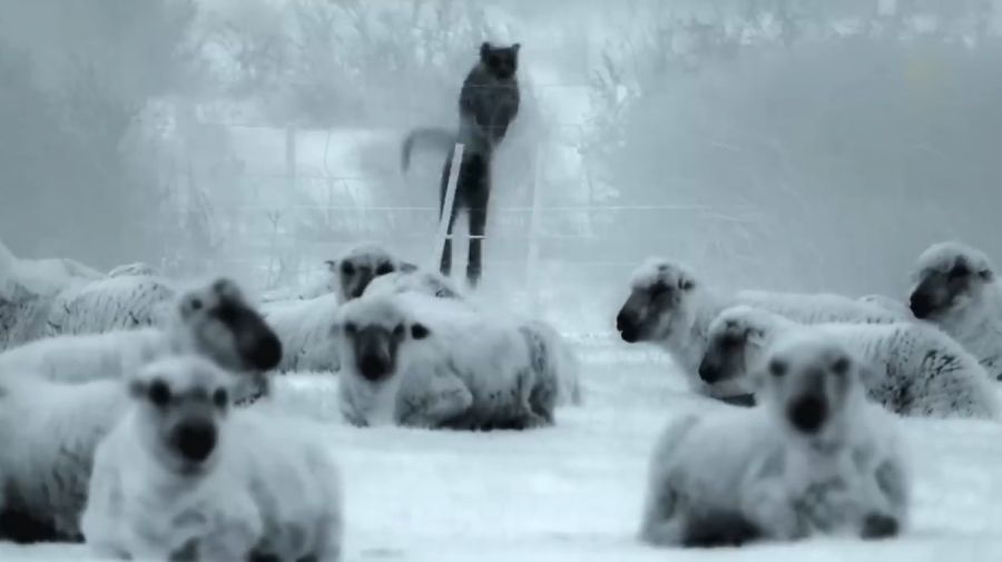 فیلم تقابل سگ‌ های نگهبان گله با پوما که برای اولین بار ثبت شده است