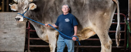 گاو غول پیکری با ۲ متر قد که رشدش متوقف نمی شود! + ویدیو