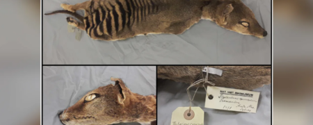 دانشمندان برای اولین بار RNA یک گونه منقرض شده را بازیابی کردند