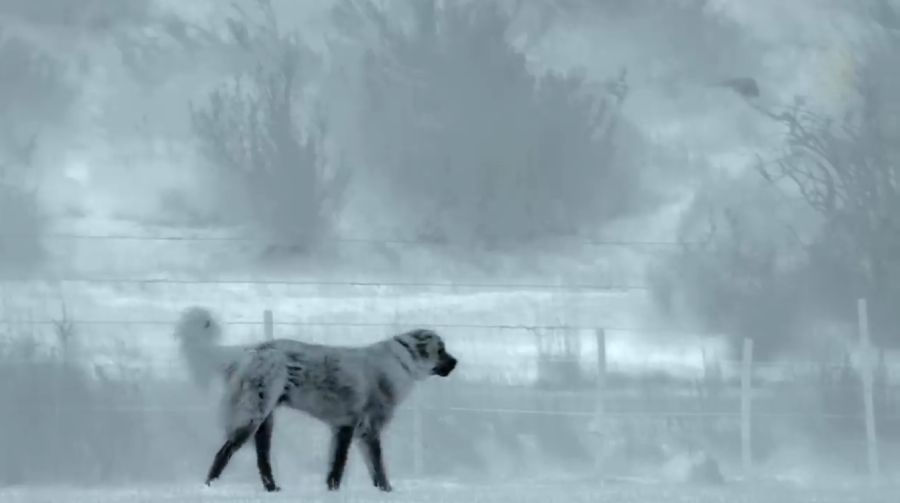 ویدئویی از تقابل سگ‌های گله با پوماهای شکارچی