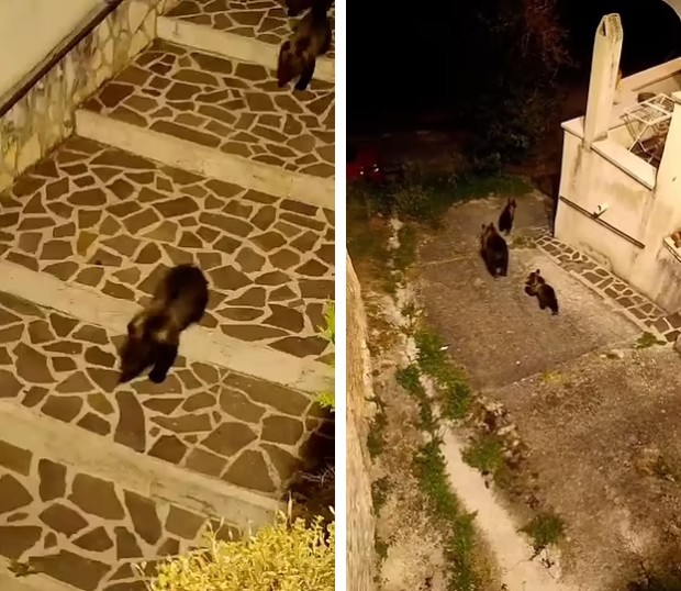 خشم مردم ایتالیا به خاطر شلیک به خرس قهوه‌ای در حال انقراض و کشته شدن آن