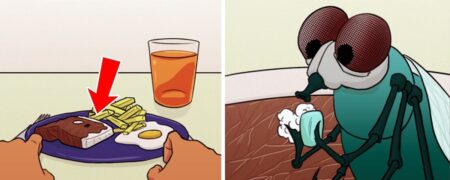 ۱۱ حقیقت عجیب و جالب درباره مگس ها که نمی دانستید
