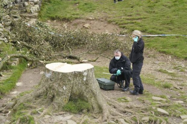 دستگیری نوجوان 16 ساله به خاطر قطع درخت 400 ساله معروف به «درخت رابین هود»