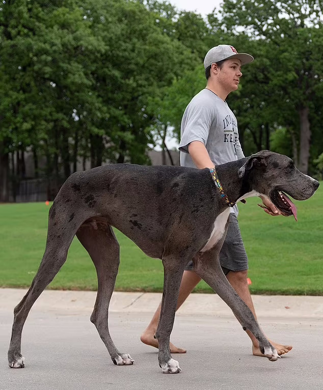 مرگ بلندقدترین سگ جهان بر اثر سرطان