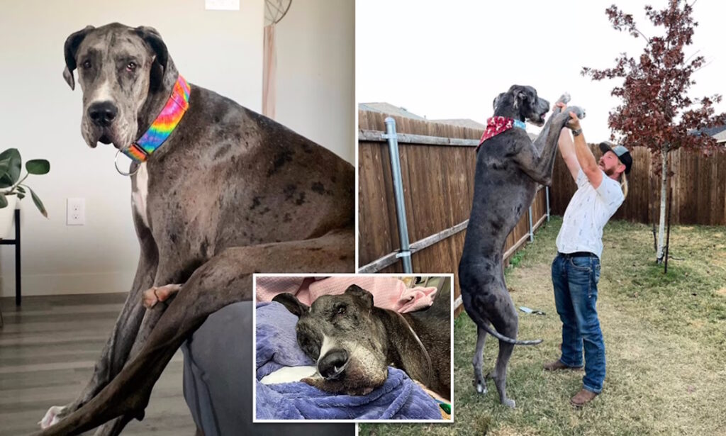 بلندقدترین سگ جهان رکورددار گینس پس از مبارزه با سرطان در سه سالگی از دنیا رفت