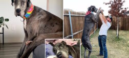 بلندقدترین سگ جهان رکورددار گینس پس از مبارزه با سرطان در سه سالگی از دنیا رفت