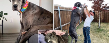 بلندقدترین سگ جهان رکورددار گینس پس از مبارزه با سرطان در سه سالگی از دنیا رفت