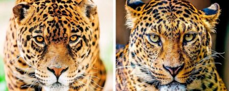 حیواناتی که همیشه آن ها را با هم اشتباه می گیریم