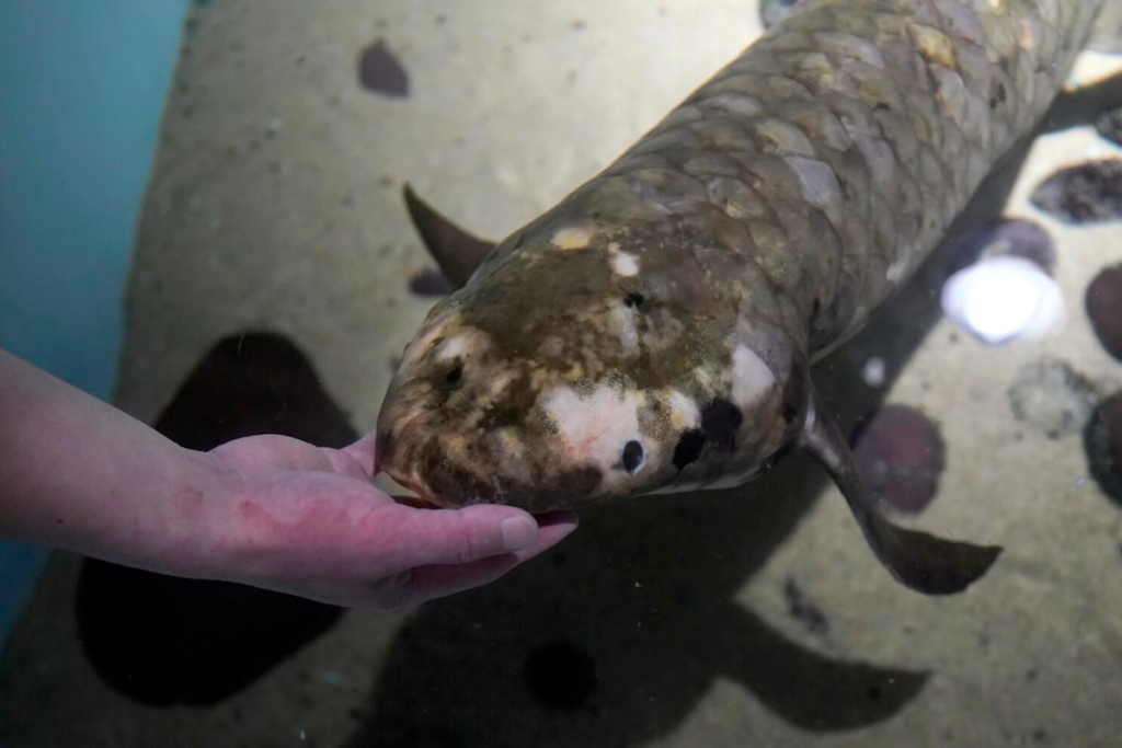 تصاویری جالب از پیرترین ماهی جهان 