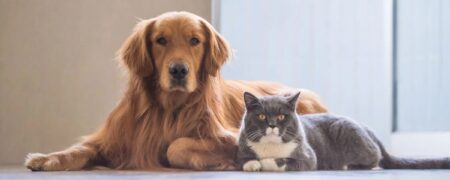 صاحبان سگ‌ها در برابر صاحبان گربه‌ها؛ کدام یک شادتر هستند؟