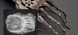 کشف شگفت‌انگیز یک دست مصنوعی قرون وسطایی در آلمان