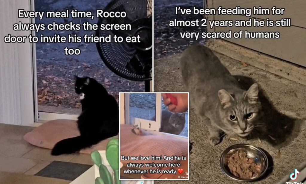 گربه‌ی مهربانی که هر شب یک گربه ولگرد را برای با هم شام خوردن دعوت می‌کند + ویدیو